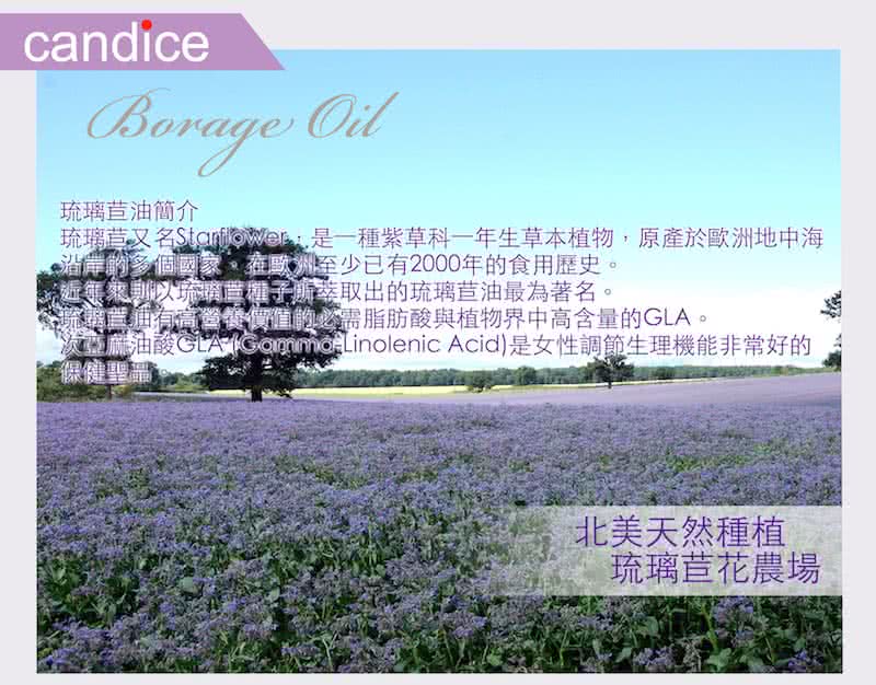 【Candice】康迪斯天然琉璃苣油膠囊/月見草油(60顆*2瓶)