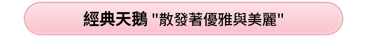 經典天鵝