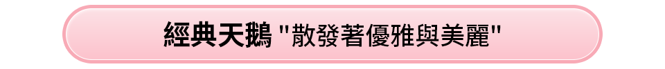 經典天鵝