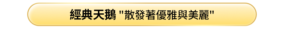 經典天鵝