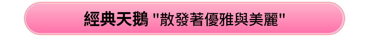 經典天鵝