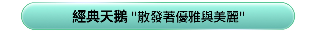 經典天鵝