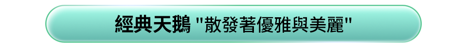 經典天鵝