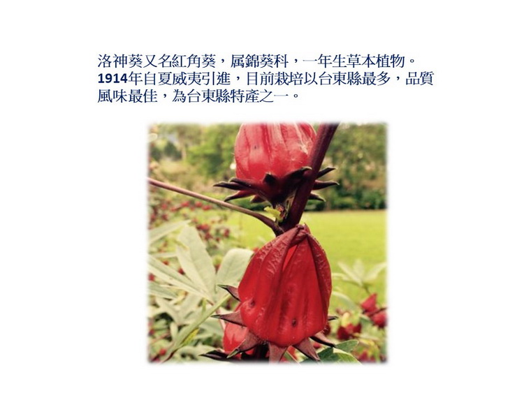 洛神葵又名紅角葵,属錦葵科,一年生草本植物。 1914年自夏威夷引進,目前栽培以台東縣最多,品質 風味最佳,為台東縣特產之一。 