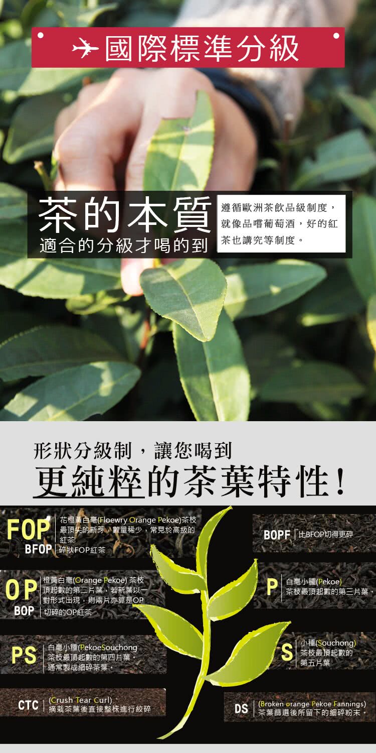 花橙業白毫Floewry Orange Pekoe茶枝