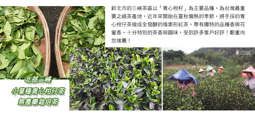 要之綠茶產地,近年來開始在夏秋偏熱的季節,將手採的青