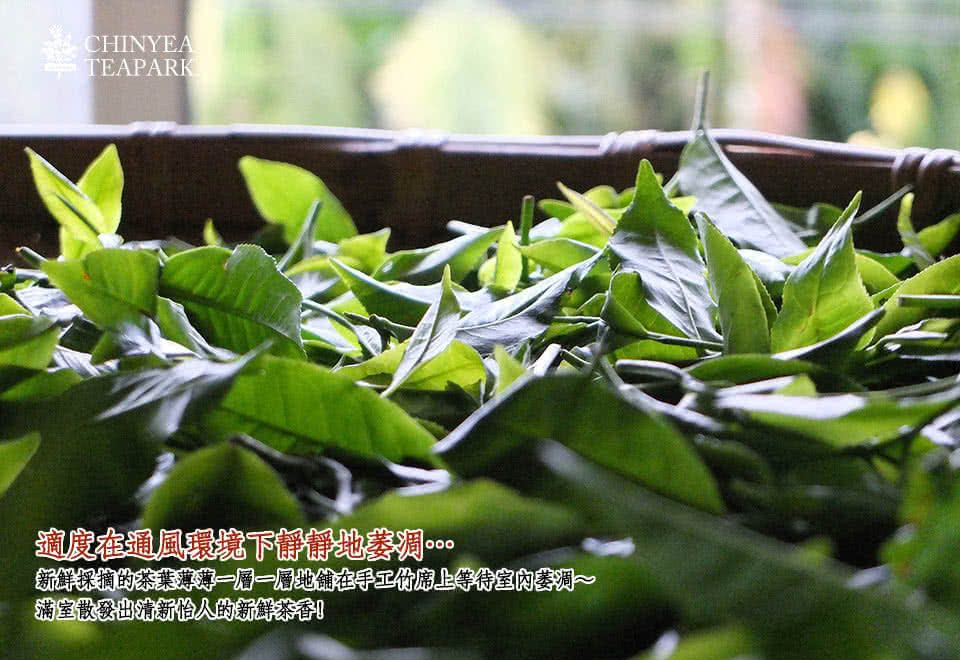 適度在通風環境下靜靜地萎凋 新鮮採摘的茶葉薄薄一層一層地舖在手工竹席上等待室內萎凋 滿室散發出清新怡人的新鮮茶香I 