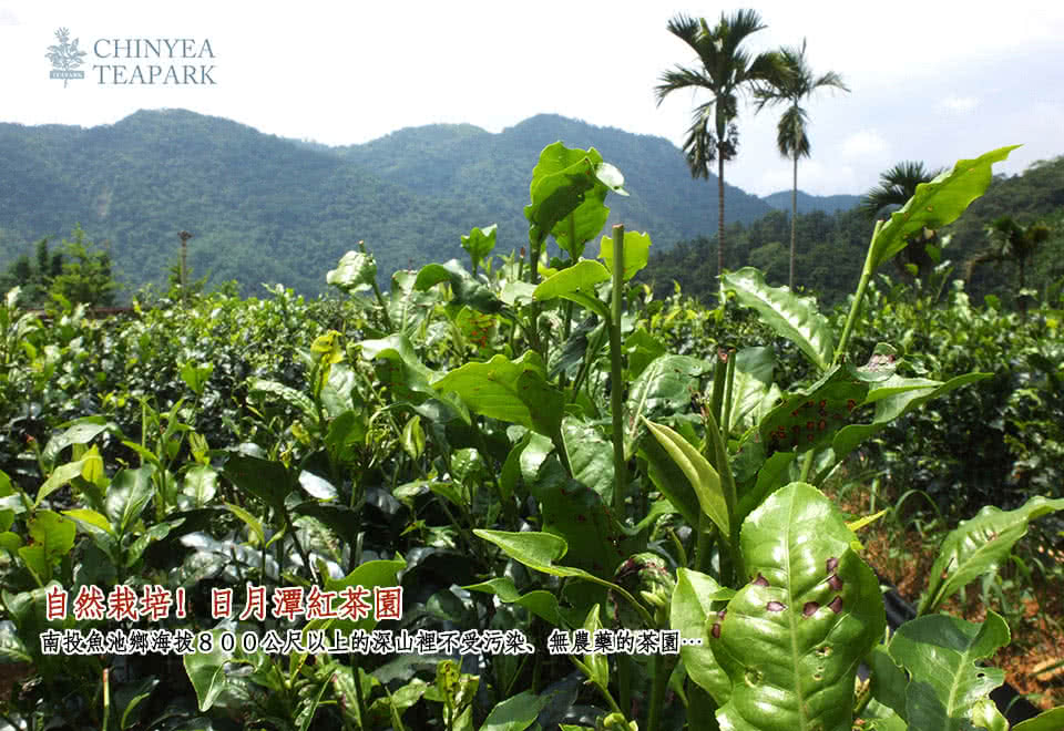 自然栽培。圓月潭紅茶園 南投魚池鄉海拔800公尺以上的深山裡不受污染、無農藥的茶園 
