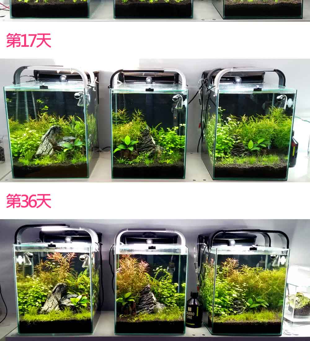 Jun Platinum Soil白金黑土底床 3l 黑色 粗粒 Momo購物網