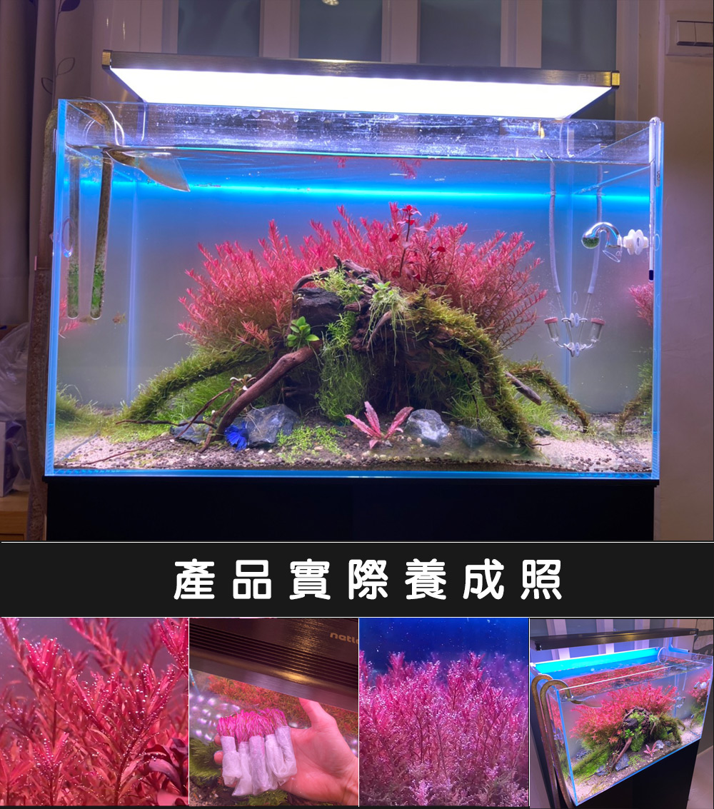 尼特利netlea Nl Rgb 75 智能自定調光led鋁合金75w植物造景燈 水族草燈適用 Momo購物網