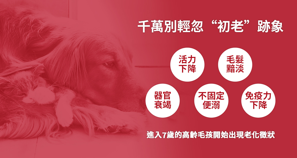 進入7歲的高齡毛孩開始出現老化徵狀