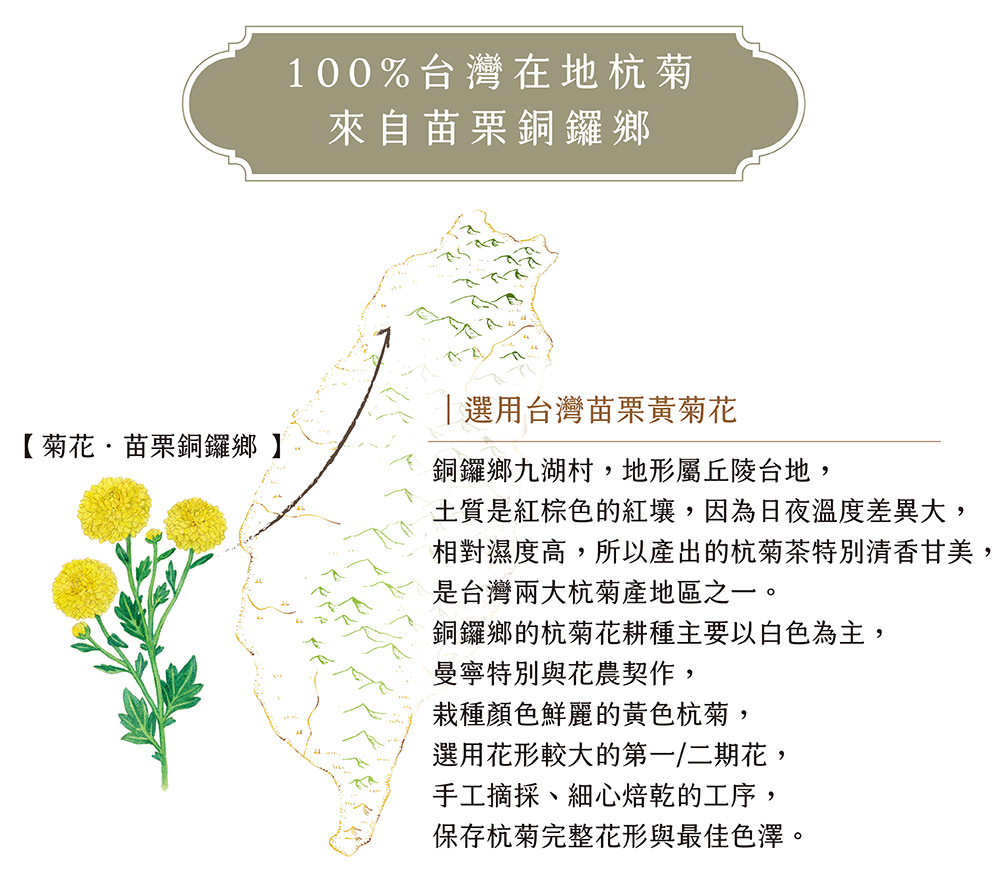 相對濕度高,所以產出的杭菊茶特別清香甘美,
