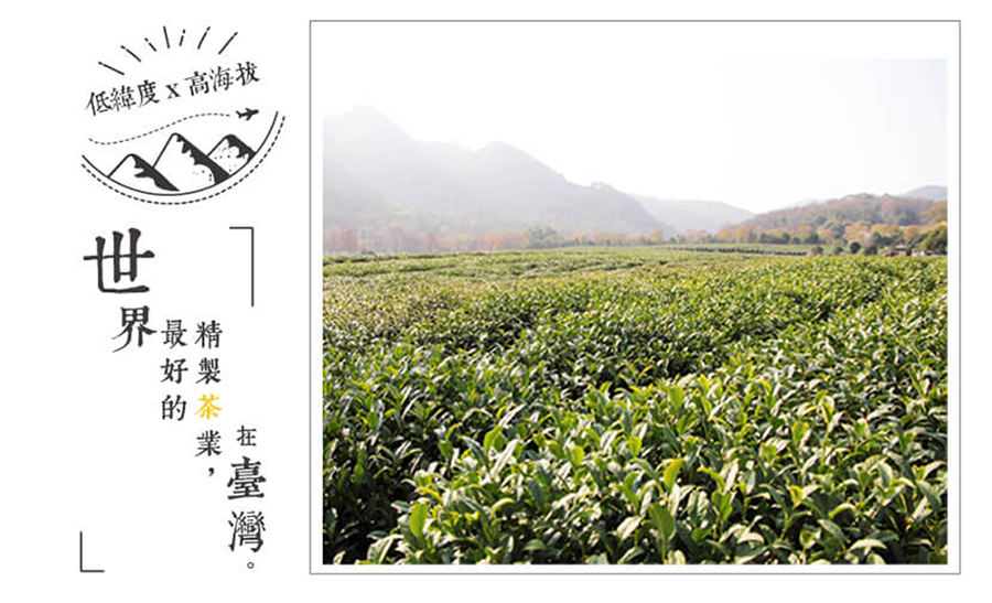 低緯度x高海拔 界最精 好製 臺灣。 