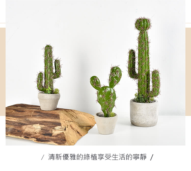 清新優雅的綠植享受生活的寧靜 