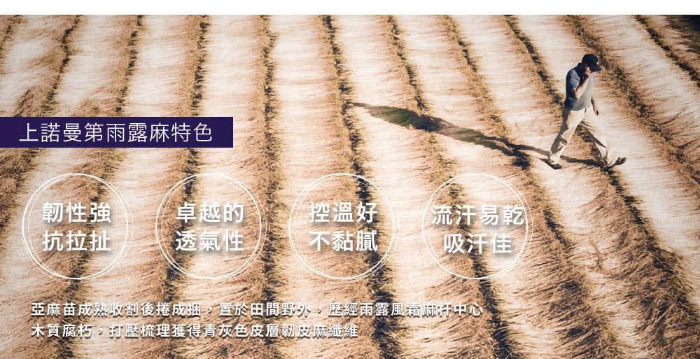 亞麻苗成熟收割後捲成捆,置於田間野外,歷經雨露風箱麻杆中心