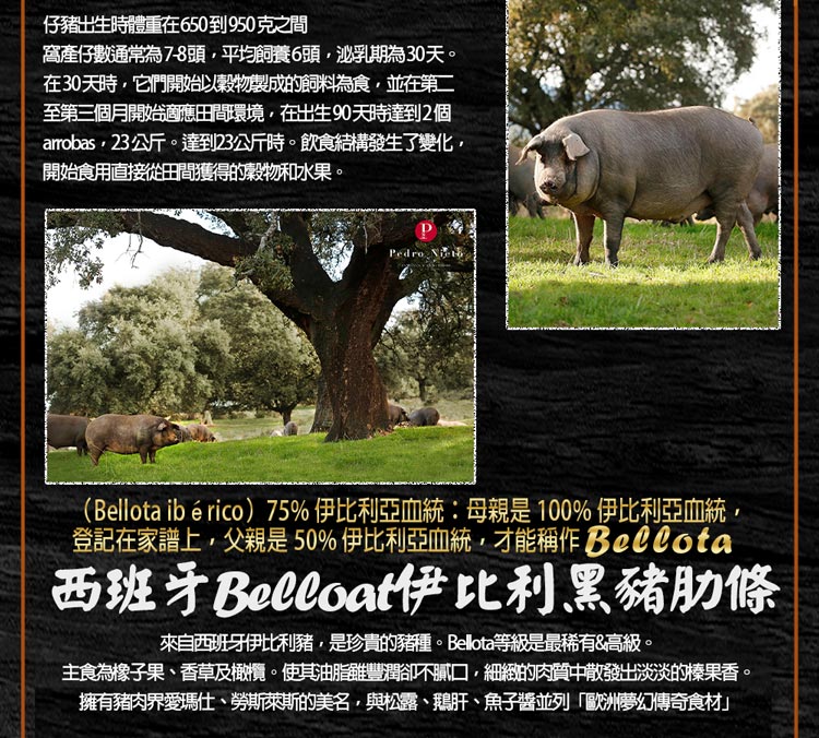 Bellota ibrico75% 伊比利亞血統母親是 100% 伊比利亞血統,