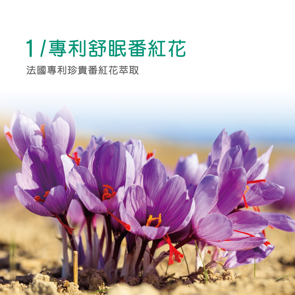 1專利舒眠番紅花 法國專利珍貴番紅花萃取 