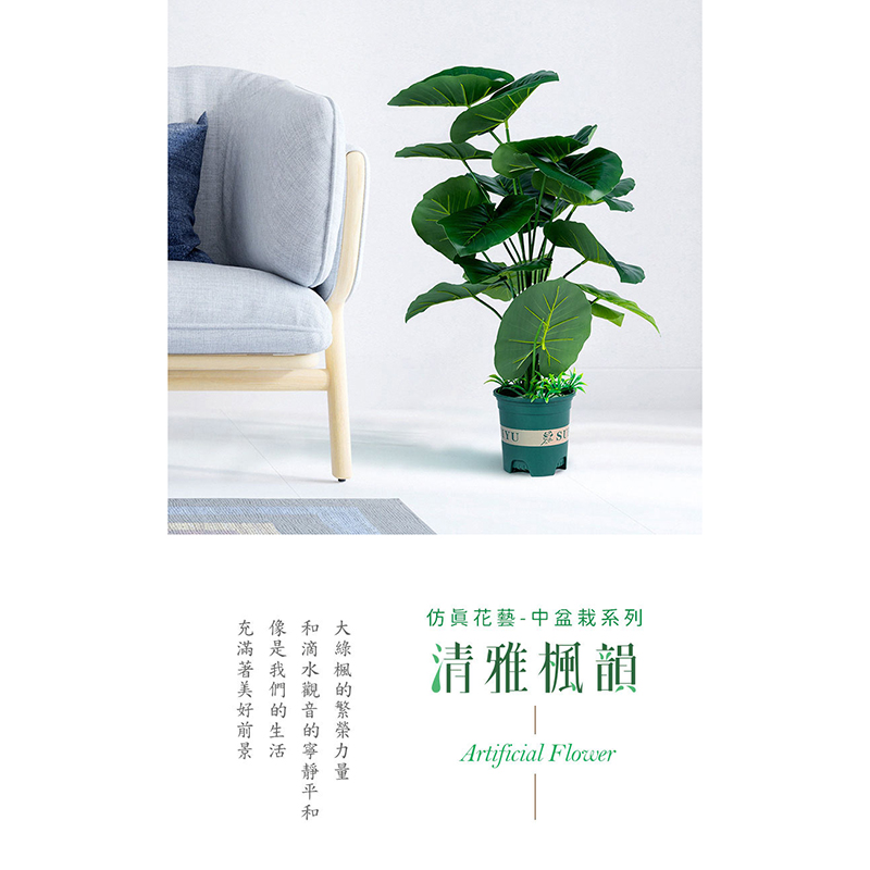 和滴水觀音的寧靜平和