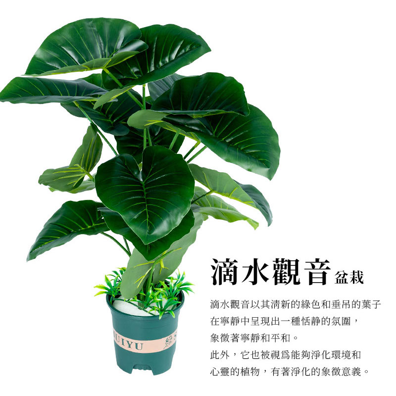 滴水觀音以其清新的綠色和垂吊的葉子