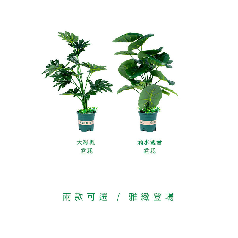 大綠楓 盆栽 滴水觀音 盆栽 兩款可選  雅緻登場 