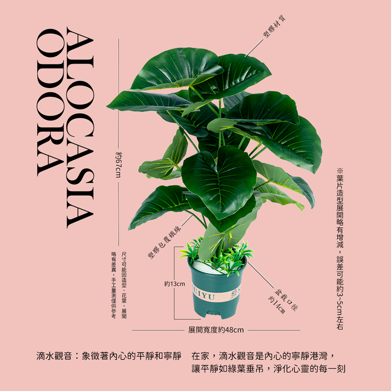 滴水觀音象徵著內心的平靜和寧靜 在家,滴水觀音是內心的寧靜港灣,