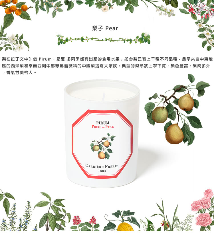 梨子 Pear 梨在拉丁文中叫做 Pirum,是夏 冬兩季都有出產的食用水果如今梨已有上千種不同品種,最早來自中東地 區的西洋梨和來自亞洲中部隸屬薔薇科的中國梨這兩大家族。典型的梨形狀上窄下寬,顏色豐富、果肉多汁 香氣甘美怡人。 