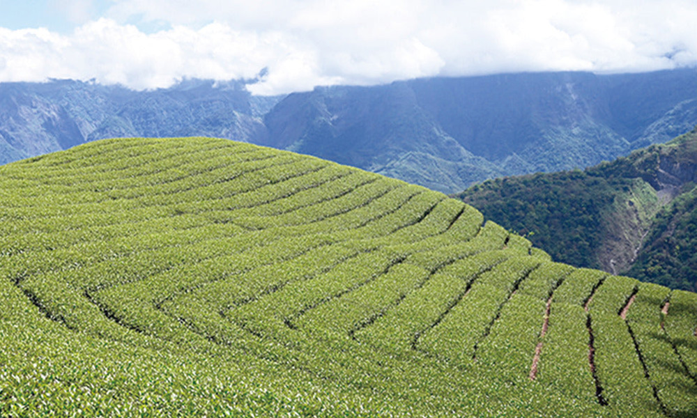 Funbodhi 方菩提 奶香金萱茶/烏龍茶/高山茶75gx