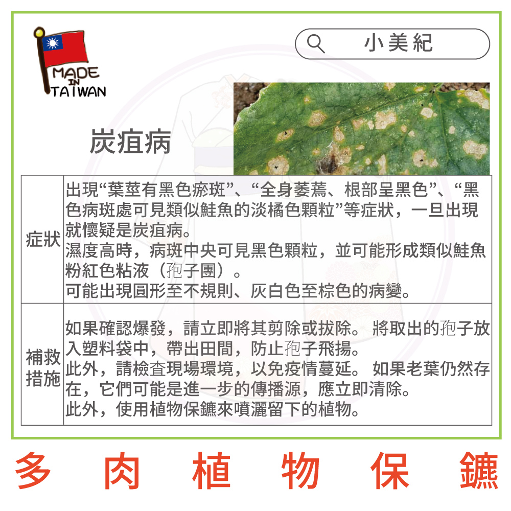 濕度高時,病斑中央可見黑色顆粒,並可能形成類似鮭魚