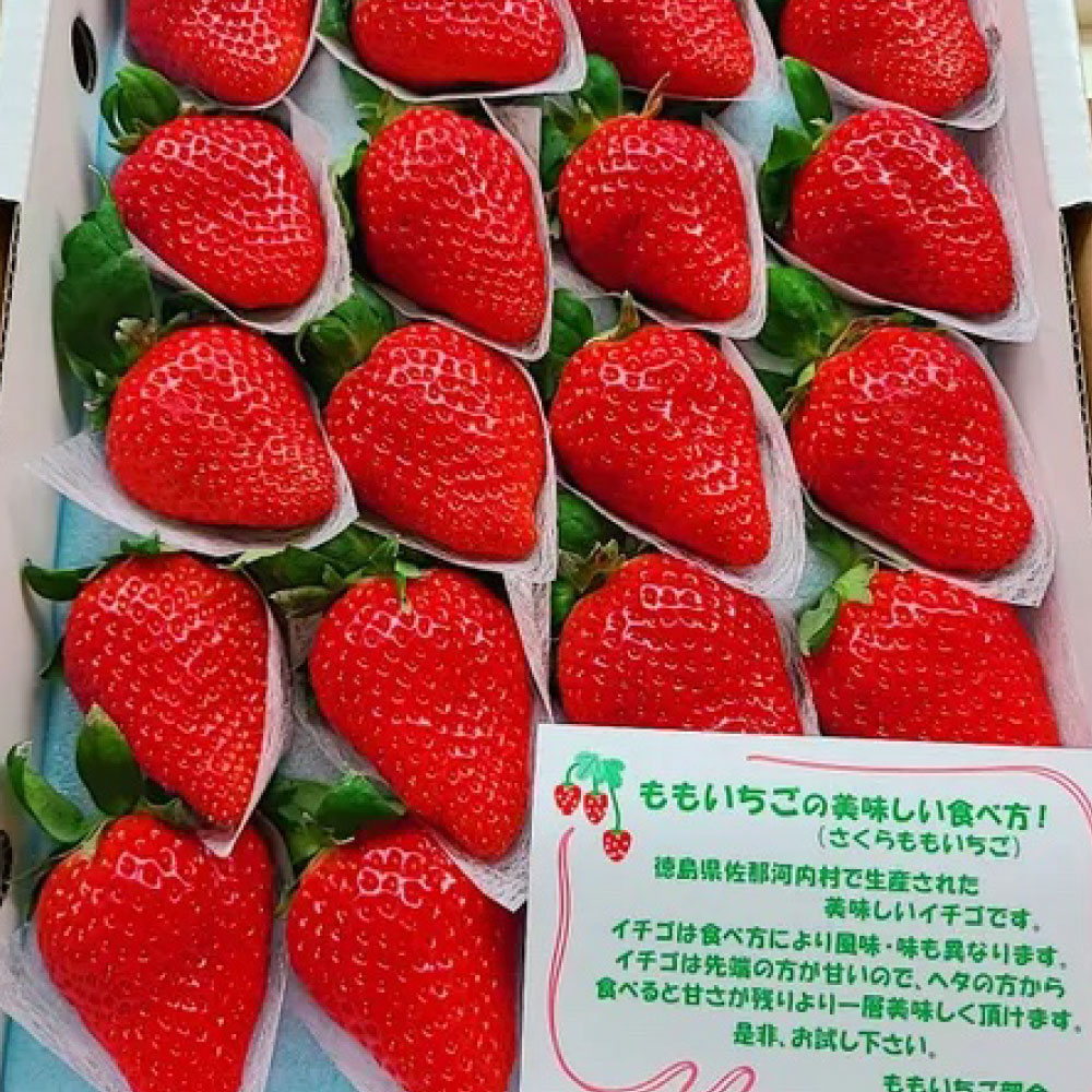 仙菓園 日本德島水蜜桃草莓禮盒 900g±10% 20-24