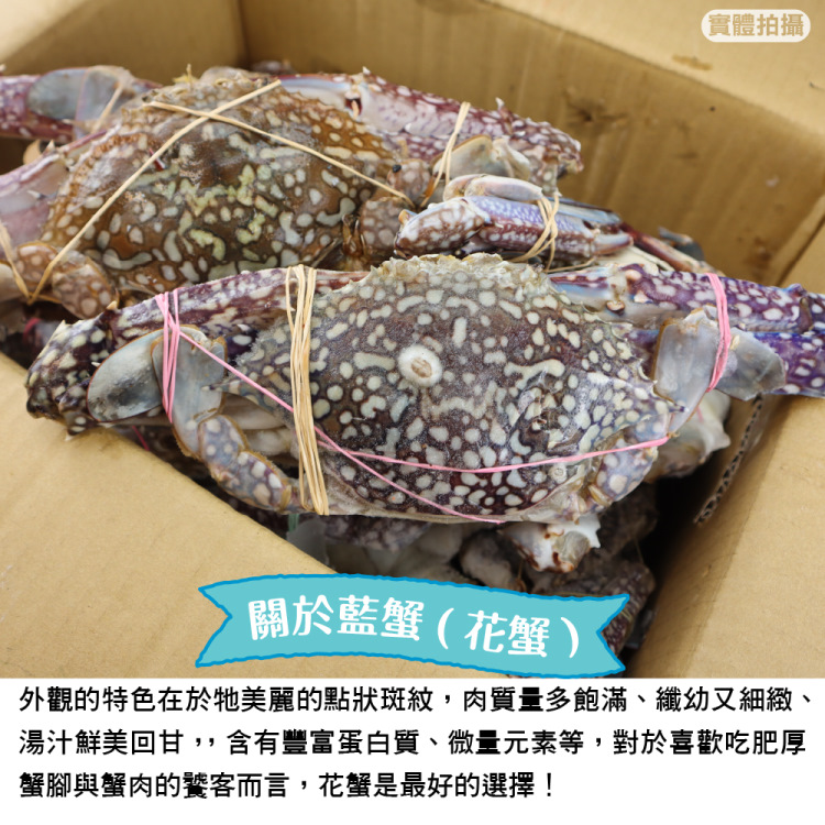 海肉管家 活凍特大隻藍花蟹(1隻_400-450g/隻)好評