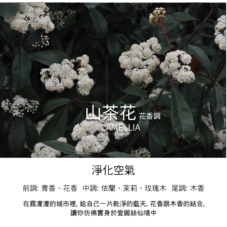 在霧濛濛的城市裡, 給自己一片乾淨的藍天,花香跟木香的結合,