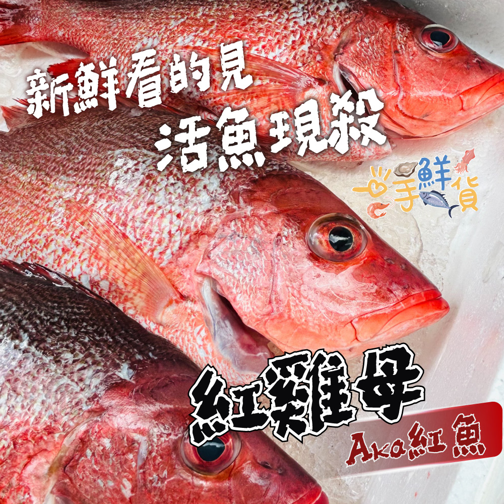 一手鮮貨 開運喜氣大紅魚(4條組/單尾殺清前500g/紅雞母