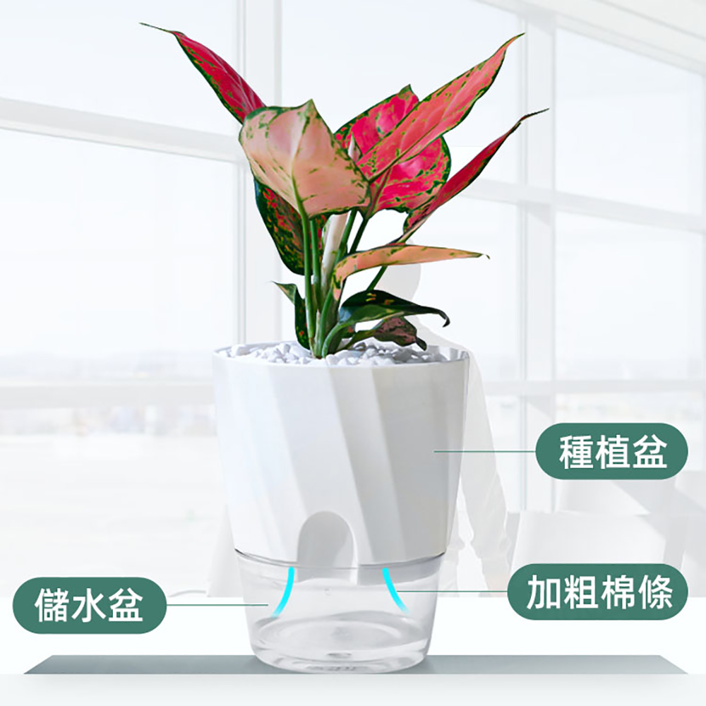 儲水盆 種植盆 加粗棉條 