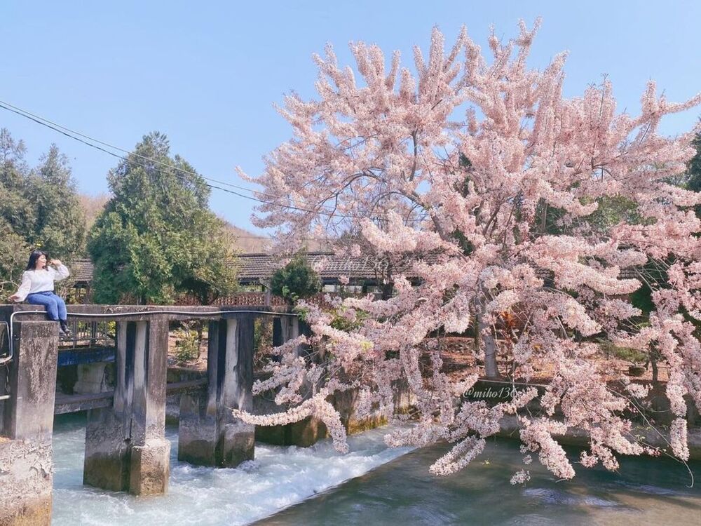 吉航旅遊 藤枝森濤再現季節限定花旗木永樂町鼓茶樓高雄翰品義大