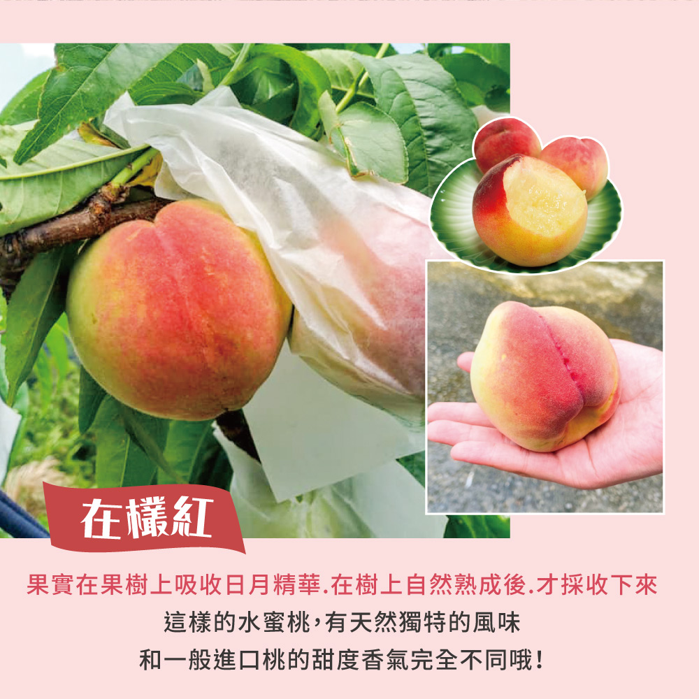 å¨æ¬ç´ æå¯¦å¨ææ¨¹ä¸å¸æ¶æ¥æç²¾è¯.å¨æ¨¹ä¸èªç¶çæå¾,ææ¡æ¶ä¸ä¾ éæ¨£çæ°´èæ¡,æå¤©ç¶ç¨ç¹çé¢¨å³ åä¸è¬é²å£æ¡ççåº¦é¦æ°£å®å¨ä¸åå¦ 