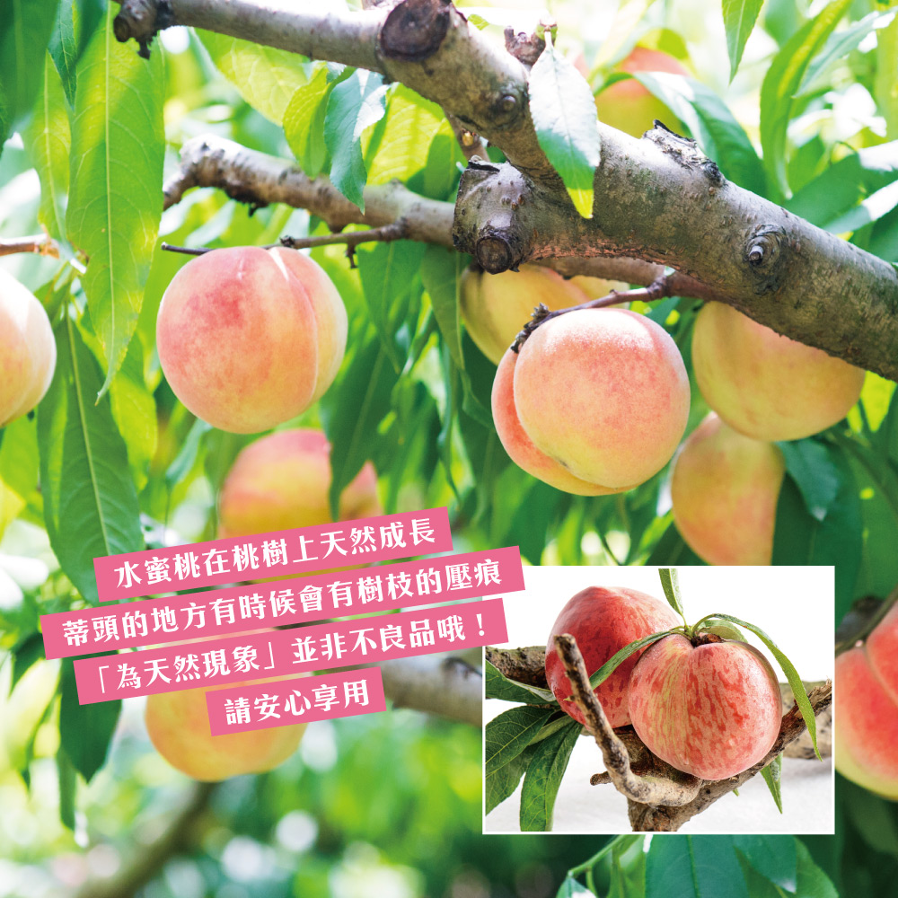 æ°´èæ¡å¨æ¡æ¨¹ä¸å¤©ç¶æé· èé ­çå°æ¹ææåæææ¨¹æçå£ç çºå¤©ç¶ç¾è±¡ä¸¦éä¸è¯åå¦ è«å®å¿äº«ç¨ 
