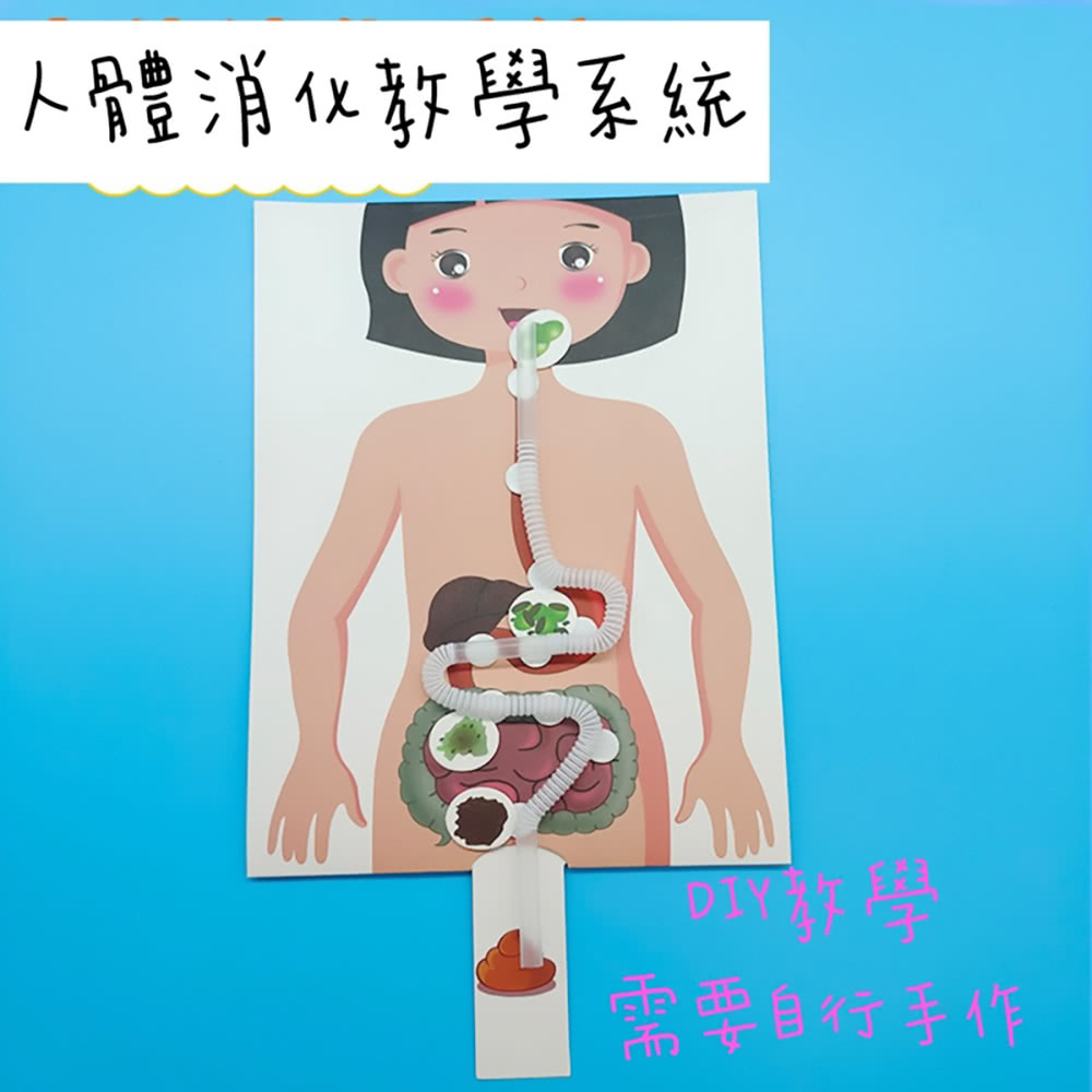 【子玄】人體教學系列 消化系列教學(消化材料包2包 消化系統