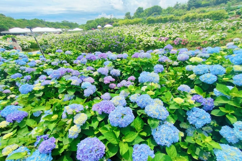 吉航旅遊 八里福朋喜來登新屋綠色隧道賞蟹步道南寮漁港一泊二食