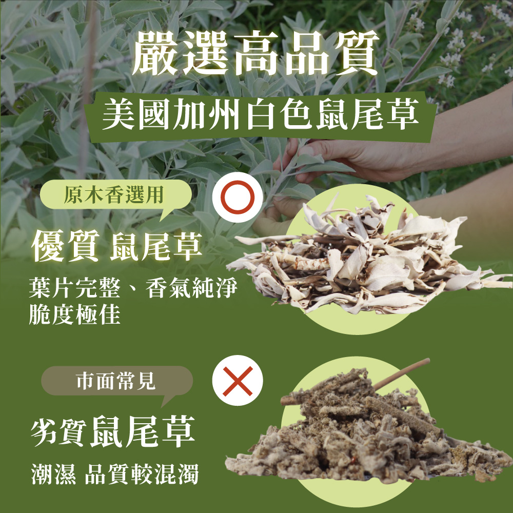 美國加州白色鼠尾草
