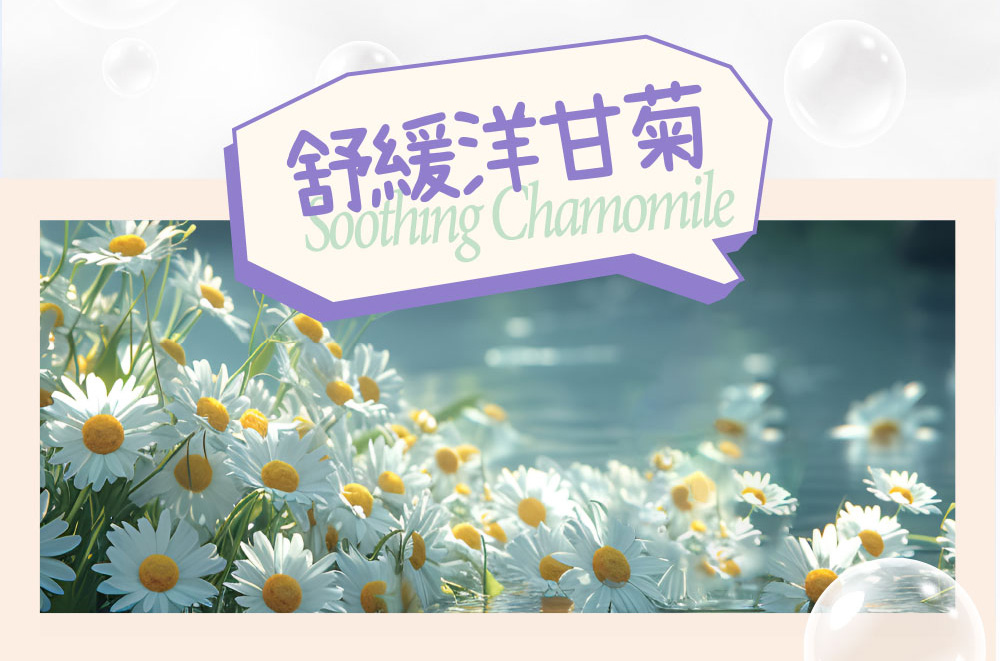 舒緩洋甘菊