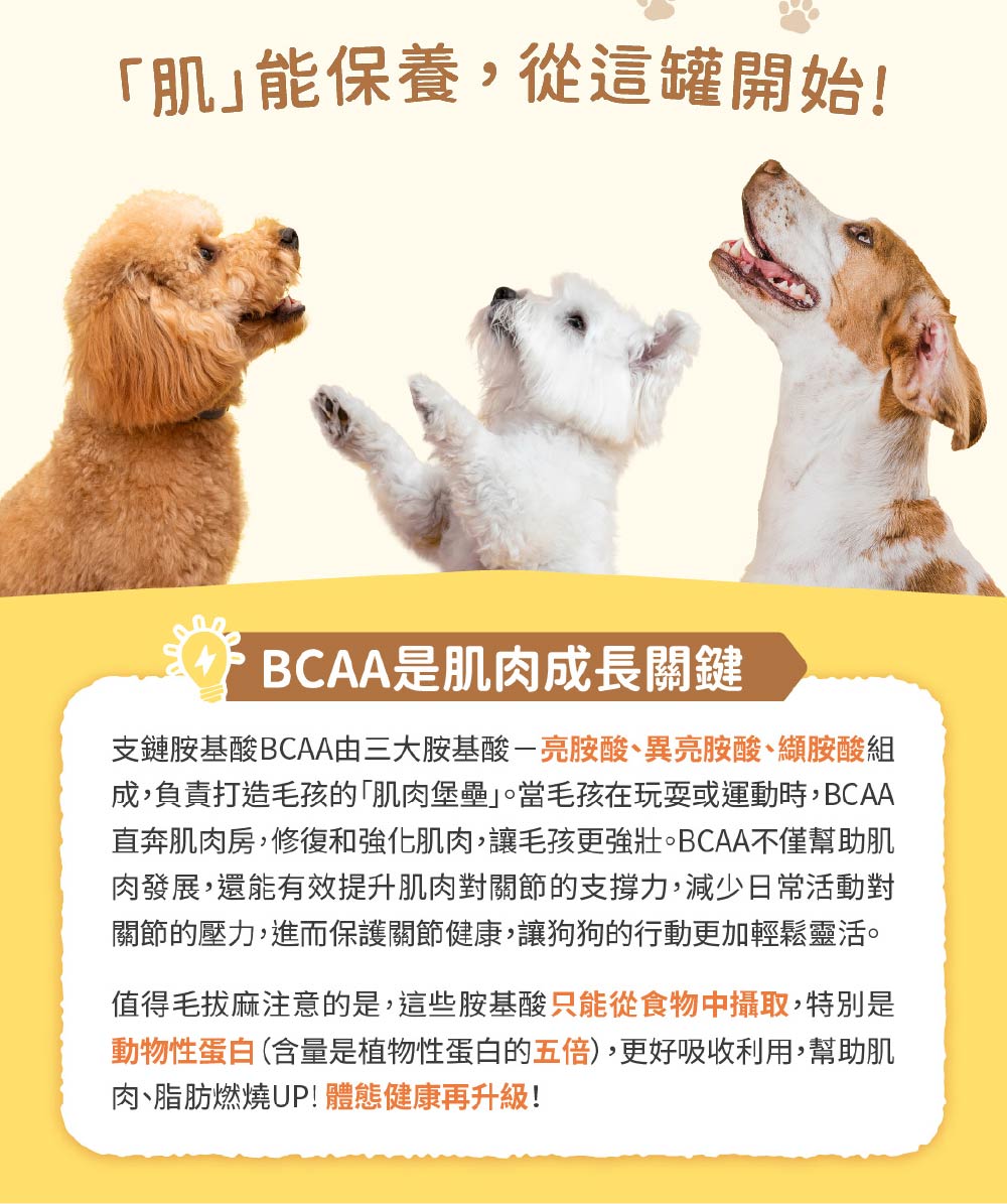 直奔肌肉房,修復和強化肌肉,讓毛孩更強壯。BCAA不僅幫助肌