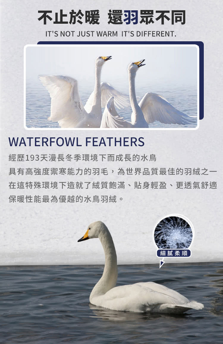 具有高強度禦寒能力的羽毛,為世界品質最佳的羽絨之一