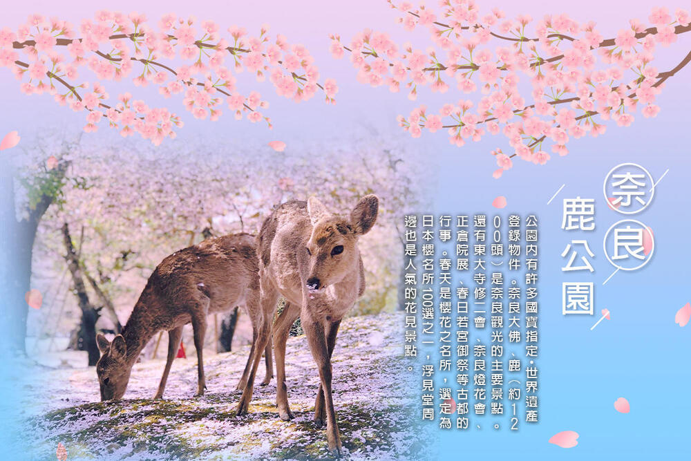 吉航旅遊 精緻假期-京阪神奈良賞櫻.天橋立伊根舟屋.嵐山渡月