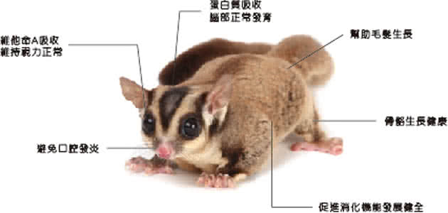 Blue Bay 倍力 寵恩素180g 2罐組(小動物/蜜袋