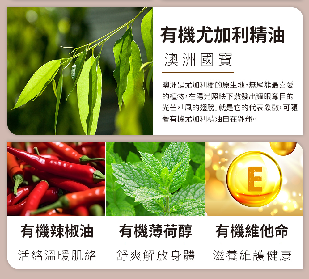 澳洲是尤加利樹的原生地,無尾熊最喜愛