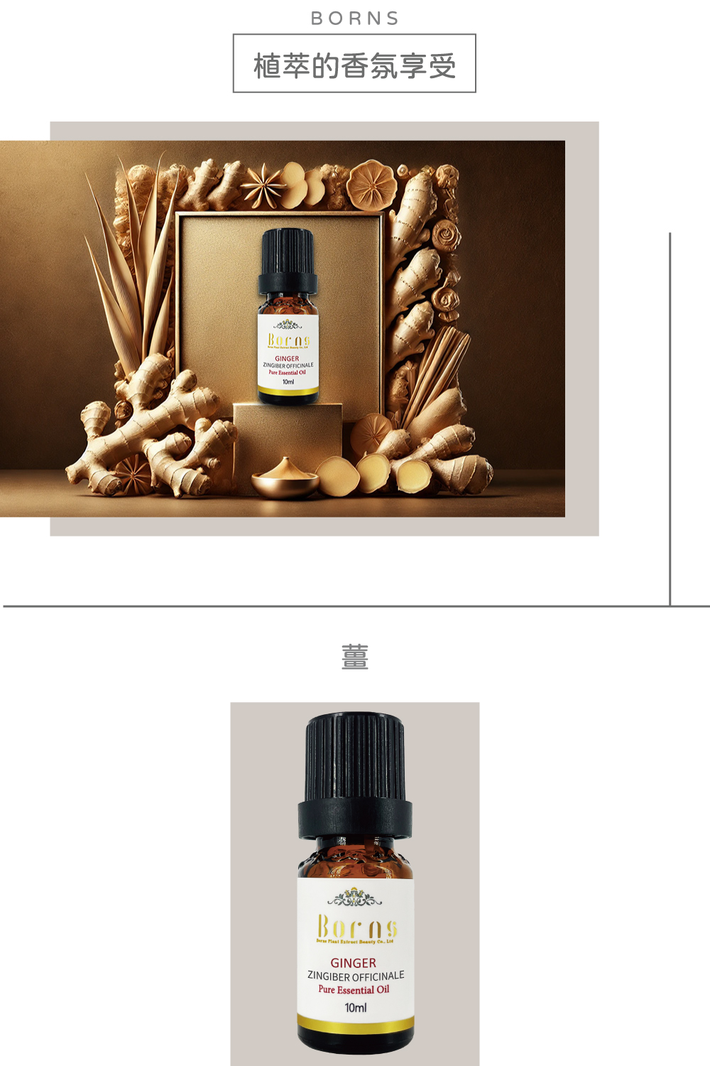 Borns 博恩詩植萃 薑精油 GINGER 10ml 單方