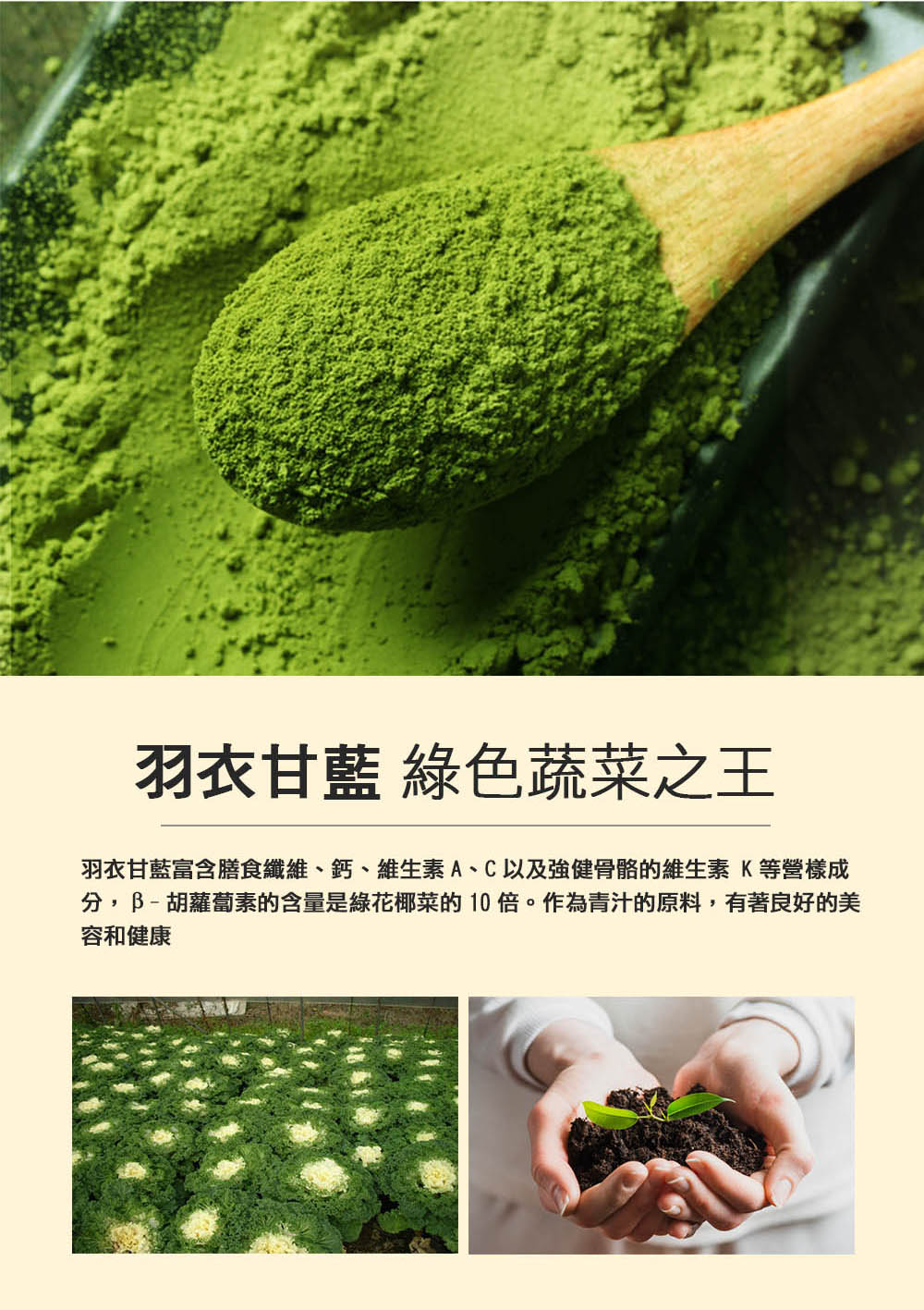 羽衣甘藍綠色蔬菜之王 羽衣甘藍富含膳食纖維、鈣、維生素A、C以及強健骨骼的維生素 K等營樣成 分,B胡蘿蔔素的含量是綠花椰菜的10倍。作為青汁的原料,有著良好的美 容和健康 