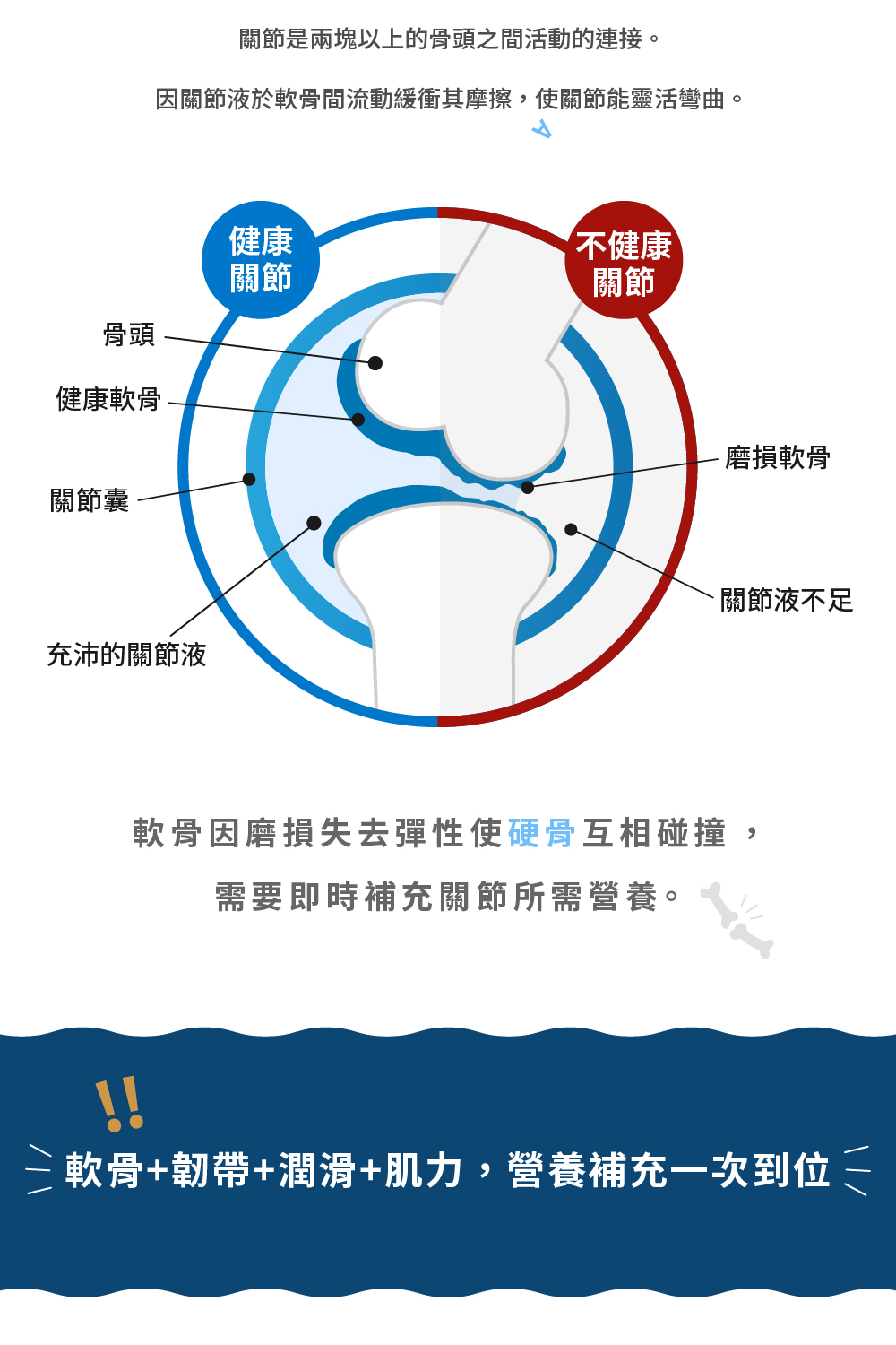 因關節液於軟骨間流動緩衝其摩擦,使關節能靈活彎曲。