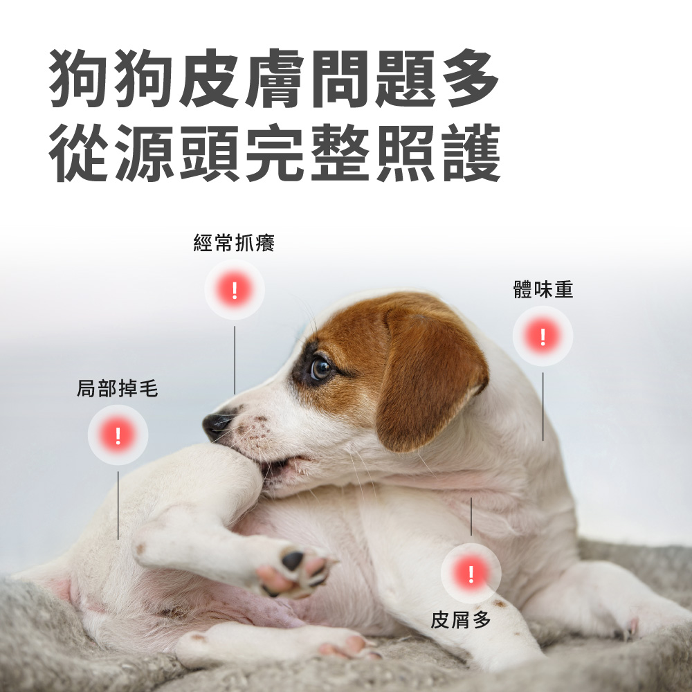 狗狗皮膚問題多