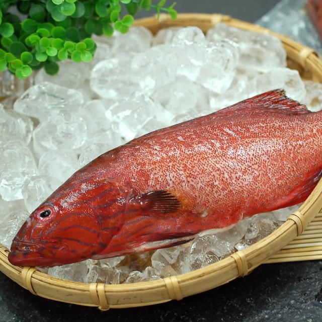 【優鮮配】峇里島野生紅鰷石斑魚10條(約450g/條)